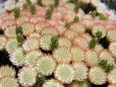 Brunia latebracteata