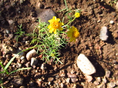 Thymophylla tenuifolia