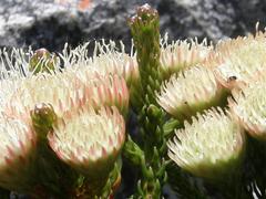 Brunia latebracteata