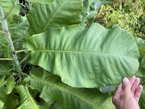 Image of Magnolia ashei by (c) Matt Berger, some rights reserved (CC BY)
