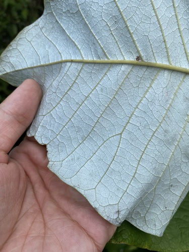 Magnolia ashei, photograph 2