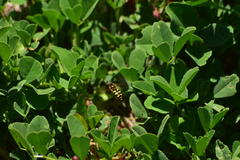 Metasyrphus