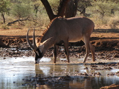 Hippotragus equinus equinus