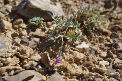 Oxytropis parryi