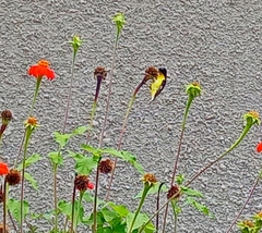 Spinus psaltria colombianus