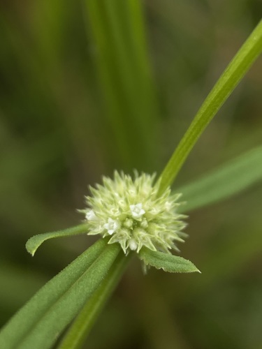 Spermacoce prostrata