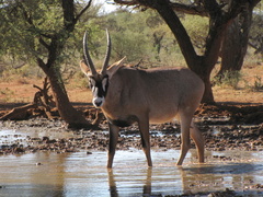 Hippotragus equinus equinus