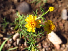 Thymophylla tenuifolia
