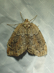 Spodolepis substriataria