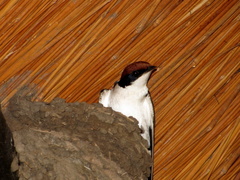 Hirundo smithii smithii