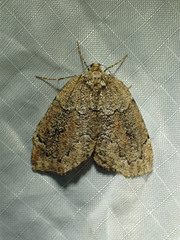 Spodolepis substriataria