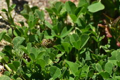 Metasyrphus