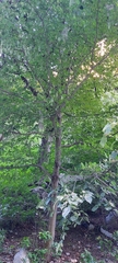Tilia americana mexicana