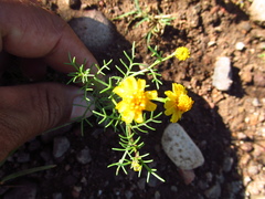 Thymophylla tenuifolia