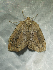 Spodolepis substriataria