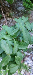 Ungnadia speciosa