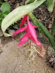 Billbergia decora