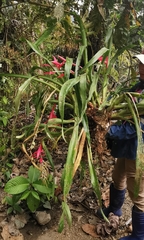 Billbergia decora