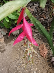 Billbergia decora