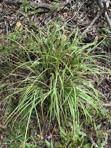 Image of Carex baltzellii by (c) Matt Berger, some rights reserved (CC BY)
