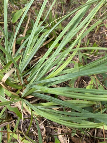 Image of Carex baltzellii by (c) Matt Berger, some rights reserved (CC BY)