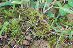 Thuidiopsis