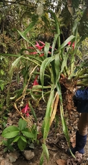 Billbergia decora