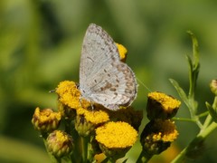 Celastrina asheri