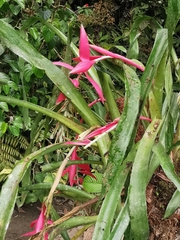 Billbergia decora