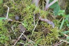 Thuidiopsis