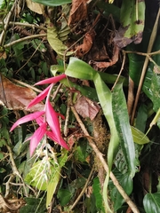 Billbergia decora