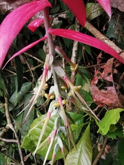 Billbergia decora