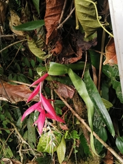 Billbergia decora