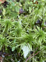Sphagnum recurvum