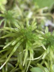Sphagnum recurvum