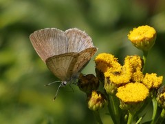 Celastrina asheri