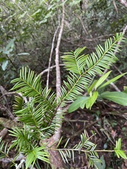 Taxus floridana image