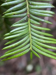 Taxus floridana image
