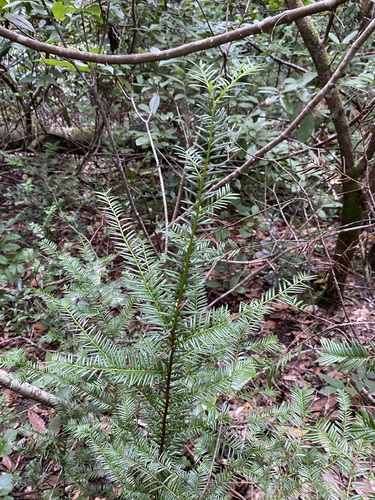 Image of Taxus floridana by (c) Matt Berger, some rights reserved (CC BY)