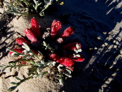 Hyobanche sanguinea