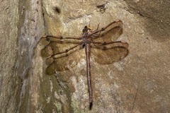 Telephlebia godeffroyi