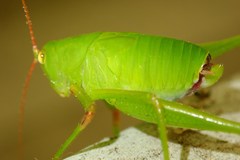 Holochlora