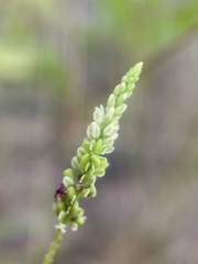 Polygala leptostachys