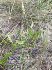 Polygala leptostachys