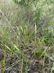 Polygala leptostachys