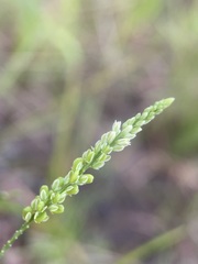 Polygala leptostachys