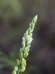 Polygala leptostachys