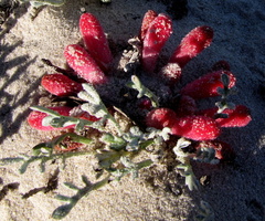 Hyobanche sanguinea