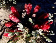 Hyobanche sanguinea