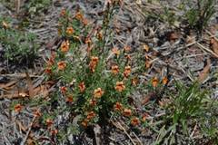 Jamesbrittenia aurantiaca